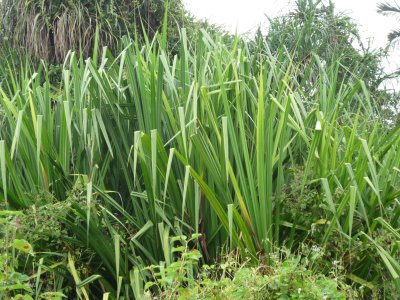 FLORA DAN FAUNA DI MALAYSIA CIRI CIRI FLORA DAN FAUNA