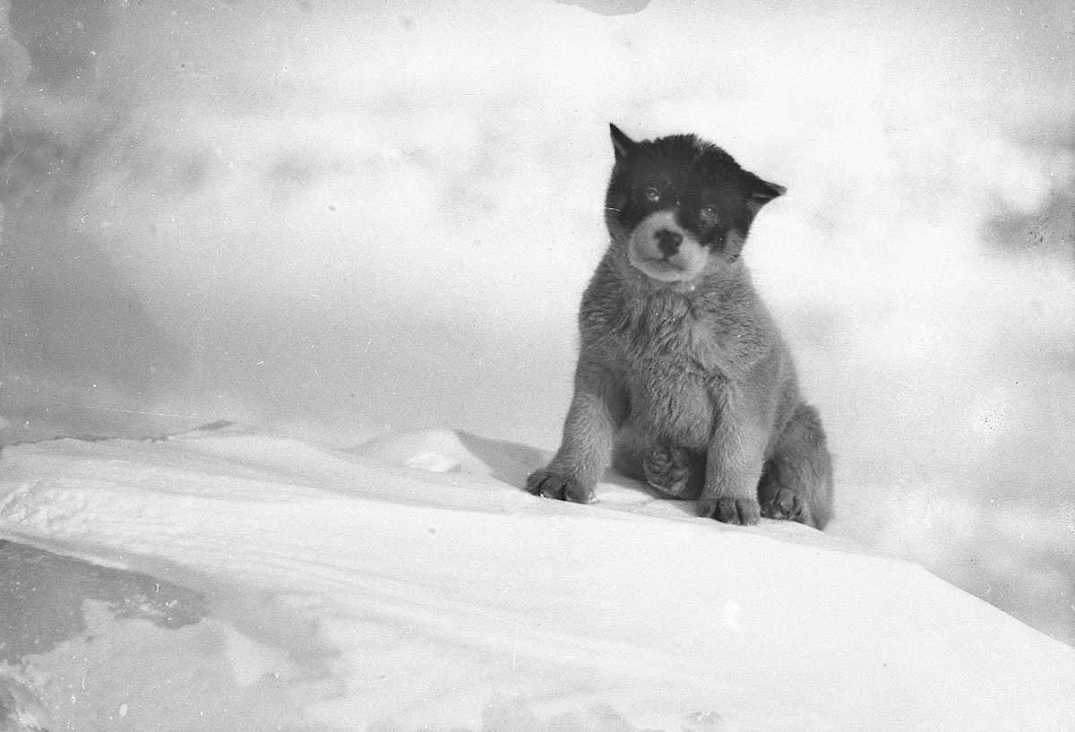 27 Rare Pictures of the First Australasian Expedition to Antarctica in 1911