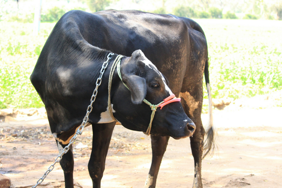 How to Manage Cattle during Drought with Easy Strategies