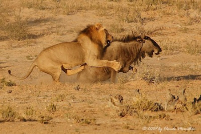 Lion Hunting Photos