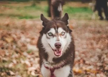 red-white-siberian -husky-coat-colour