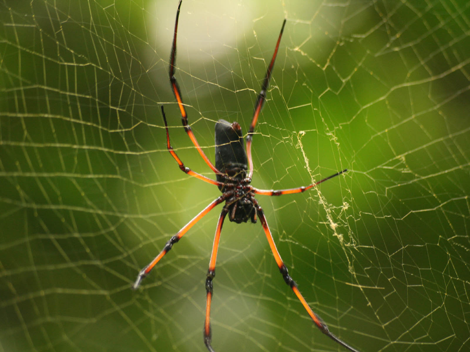 gambar laba-laba, spider wallpaper