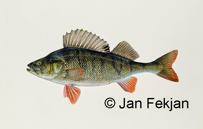 Bilde av digigrafiet 'Tryte (abbor)'. Digitalt trykk laget på bakgrunn av et maleri av en fisk. Illustrasjon av abbor, Perca fluviatilis. Hovedmotivet er ferskvannsfisken abbor mot en nøytral hvit bakgrunn. Bildet er i breddeformat.