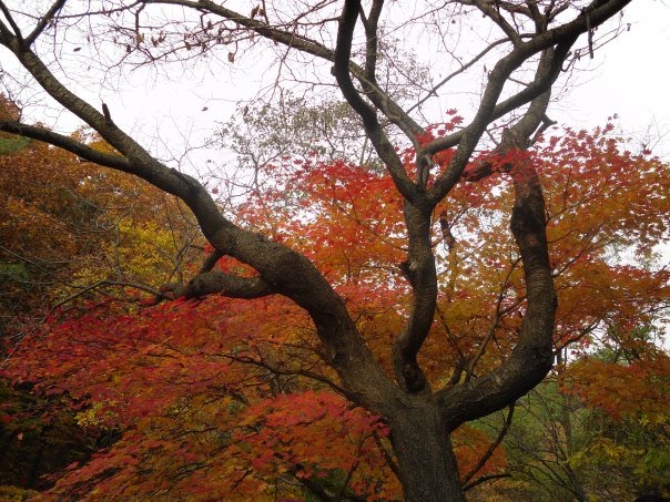 Beautiful fall leaves