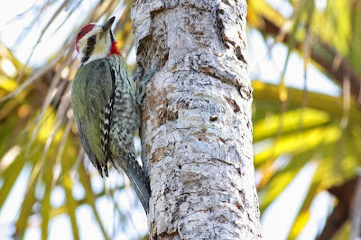 Cuban green Woodpecker