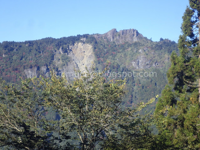 Alishan maple autumn foliage