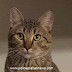 Funny but dangerous cat...Watch now