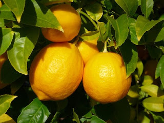 Fruit Alphabetical List - Lemons