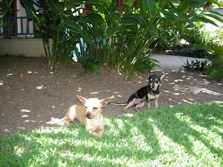 Chihuahua puppies