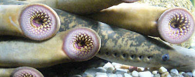 Lamprey / Petromyzontiformes