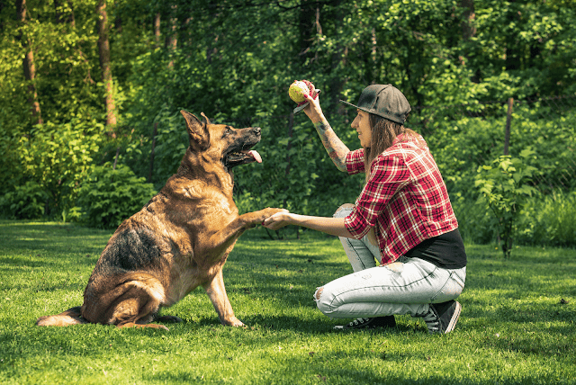 German Shepherd Dog A Versatile and Noble Breed