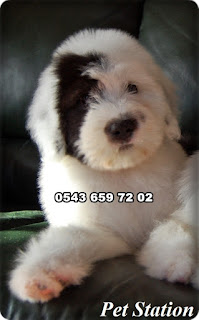 satılık bobtail köpek yavruları, satılık bobtail ilanları, satılık bobtail yavru köpek ilanları, satılık bobtail yavrusu, satılık old english sheepdog ilanları, pet station, satılık yavru köpek, evcil ilanı, yavru köpek ilanları, satılık bobtail yavruları istanbul, satılık bobtail yavruları izmir, satılık bobtail yavruları ankara,satılık bobtail yavruları antalya,satılık bobtail yavruları eskişehir, satılık bobtail yavruları edirme, satılık bobtail yavruları tekirdağ, satılık bobtail yavruları bursa satılık bobtail yavruları denizli,satılık bobtail yavruları 