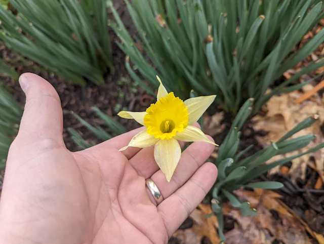 Daffodils in Spring in Zone 6a in Woodland Garden