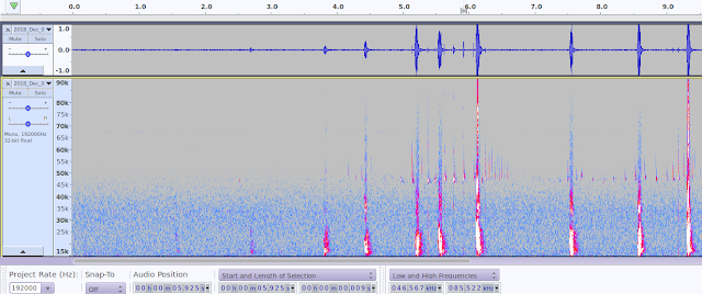 Bat detecor pipistrelle echolocation social call ultrasonic