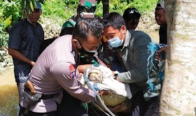 Buaya Muara Besar Gegerkan Warga Sungai Gelam Muaro Jambi