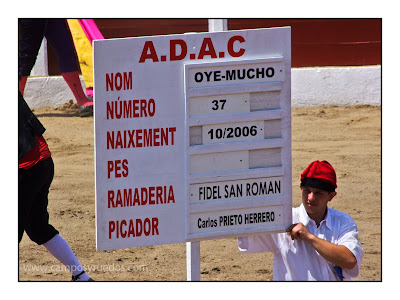 Oye Mucho - novillo de Fidel San Román - Céret 11 juillet 2010