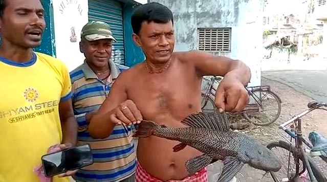 A-rare-species-of-monster-fish