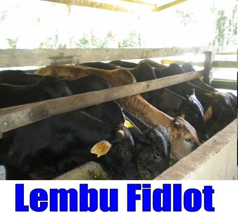 Bukan doktor veterinar: Penternakan Lembu Fidlot