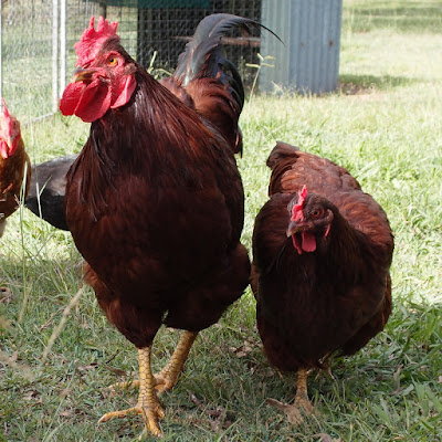 eight acres: six reasons to consider using chicken tractors