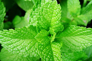 Mint leaves Turns Many Benefits To Health