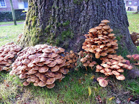 Armillaria