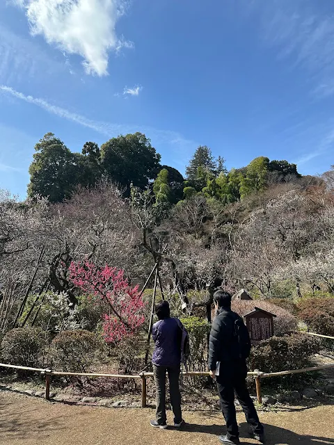 百草園内の梅（紅）