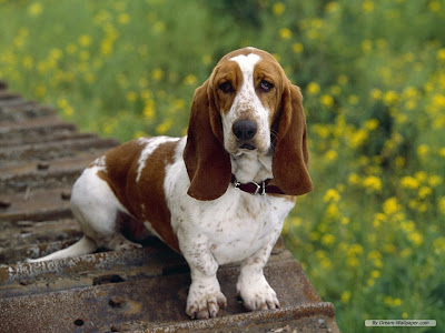 Basset Hound Dog Picture