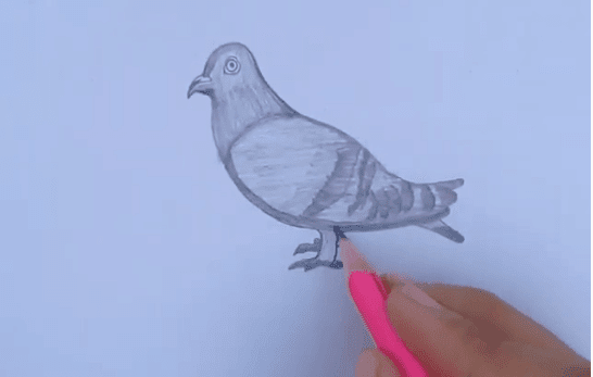 How to draw a Pigeon Step by Step in 2020