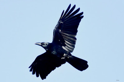 Large-billed Crow