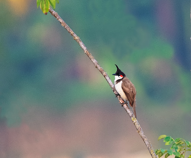 Red whiskered bulbul Valley School Bangalore Birding