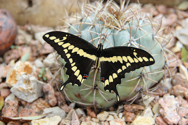 Western Giant Swallowtail