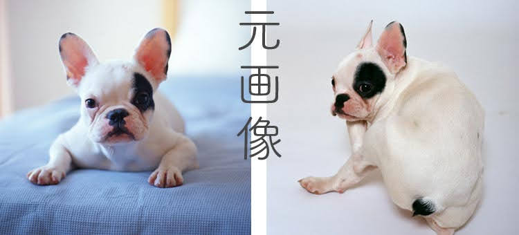 ワンちゃん画像で作るステッカー