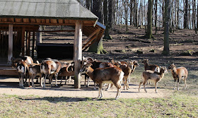 Wildgehege-Moritzburg-Sachsen