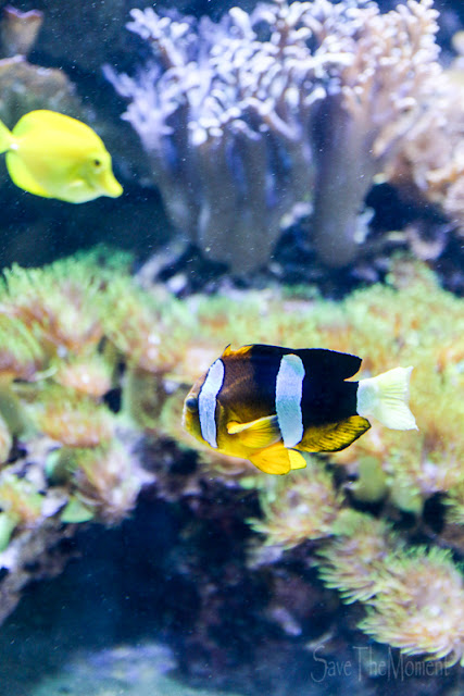 Aquarium Luisenpark Mannheim Anemonenfisch