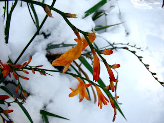 First Snow, Flowers
