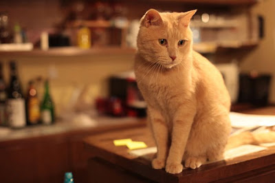 Tokyo's Cat Cafe Seen On  www.coolpicturegallery.us