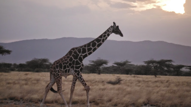A giraffe on the savanna