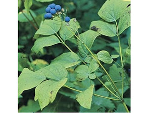 كوهوش الأزرق Blue cohosh