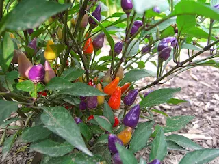 CABE RAINBOW 