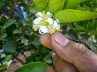 Penjarangan Jeruk Nipis