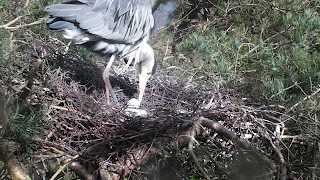 Heron turning her three eggs.