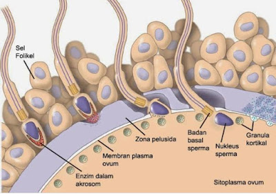 Proses Fertilisasi