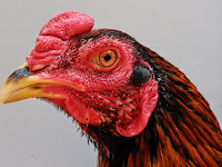 Bentuk Kepala Ayam Bangkok Yang Bagus