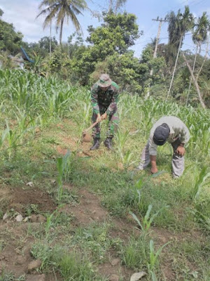 Bertani Jagung, Petani di Ujung Negeri mendapat Pendampingan dari Babinsa