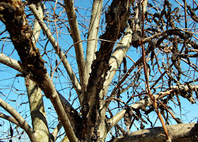 tree sickness - close up view
