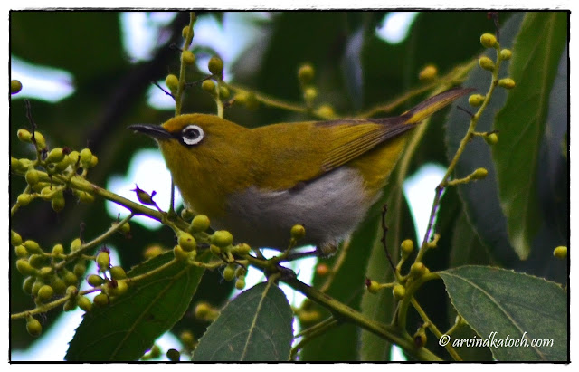 Close Uo, Oriental White Eye, Himachal 