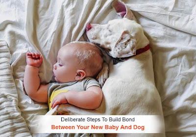 https://www.bestvetcare.com/dogs-supplies-1.aspx?utm_source=extblog&utm_medium=seo&utm_campaign=Steps-To-Build-Bond-Between-New-Baby-And-Dog