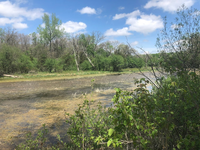 Wetland views uplift.