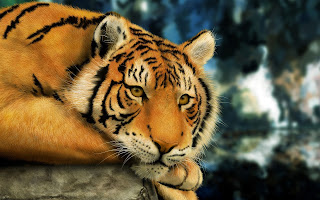 Resting Tiger Wallpaper