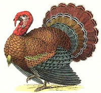 Thanksgiving icon link to index